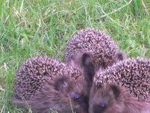 3 Igel auf einer Wiese