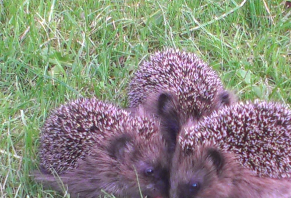 3 Igel auf einer Wiese