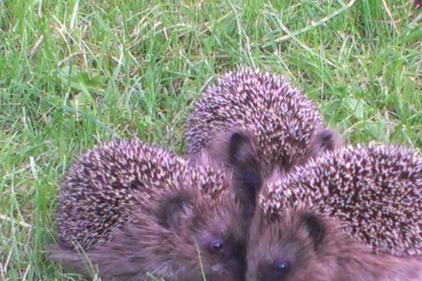 3 Igel auf einer Wiese