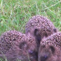 3 Igel auf einer Wiese