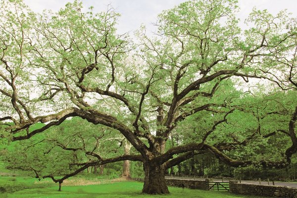Baum